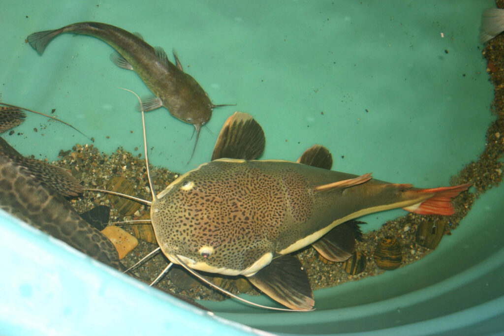 Close-up of large spotted catfish in turquoise basin with gravel and aquatic life wallpaper background