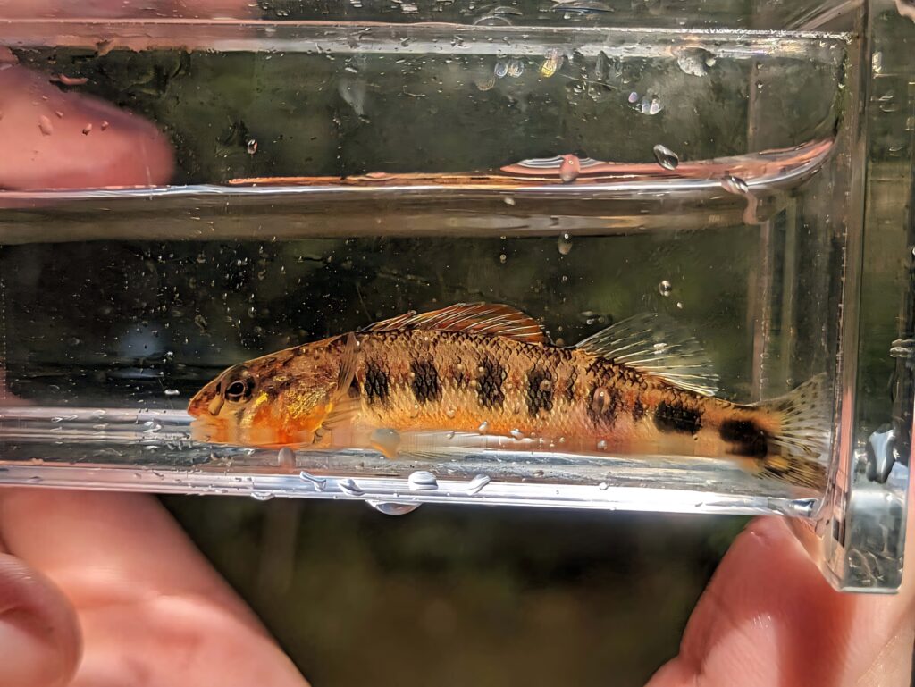 Spotted darter fish with vibrant orange markings in clear water container reflecting natural details Wallpaper