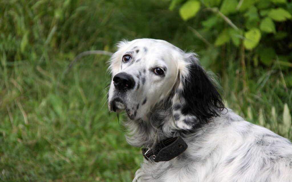 Spotted Dog Wallpaper: Gentle Expression on Lush Green Background