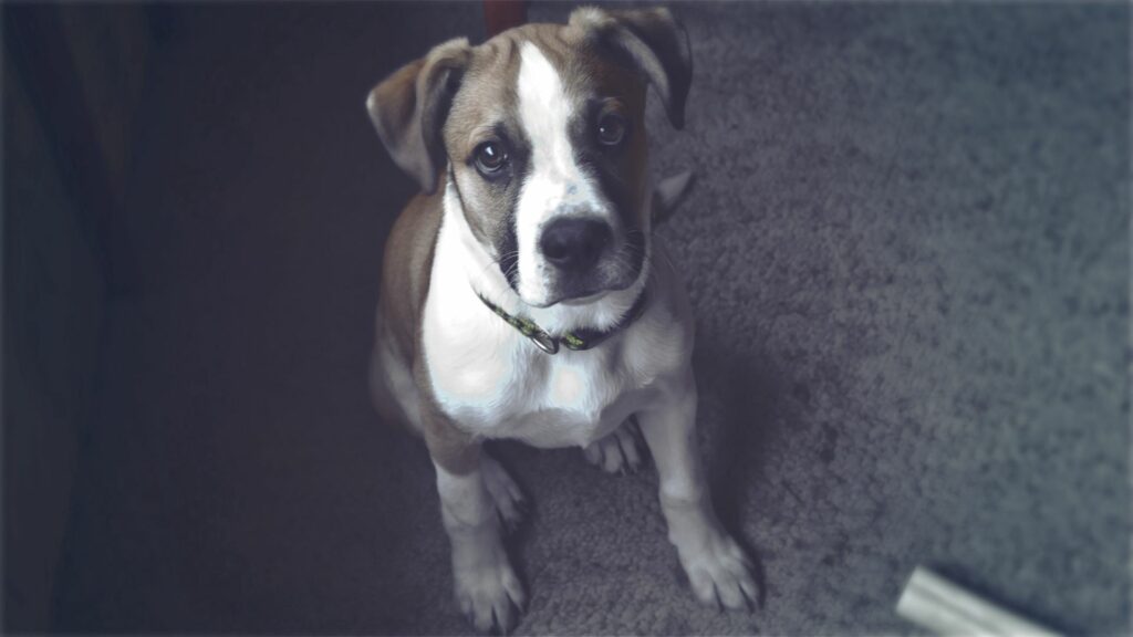 Spotted Dog with Expressive Eyes - Warm 1920x1080 Wallpaper Background