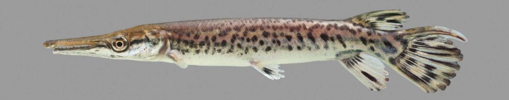 Spotted Gar side profile with elongated snout and dark spots on sleek body grey background wallpaper