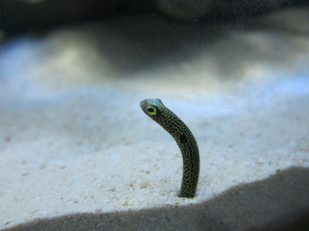 Solitary Spotted Garden Eel Wallpaper: Sandy Ocean Floor Serenity