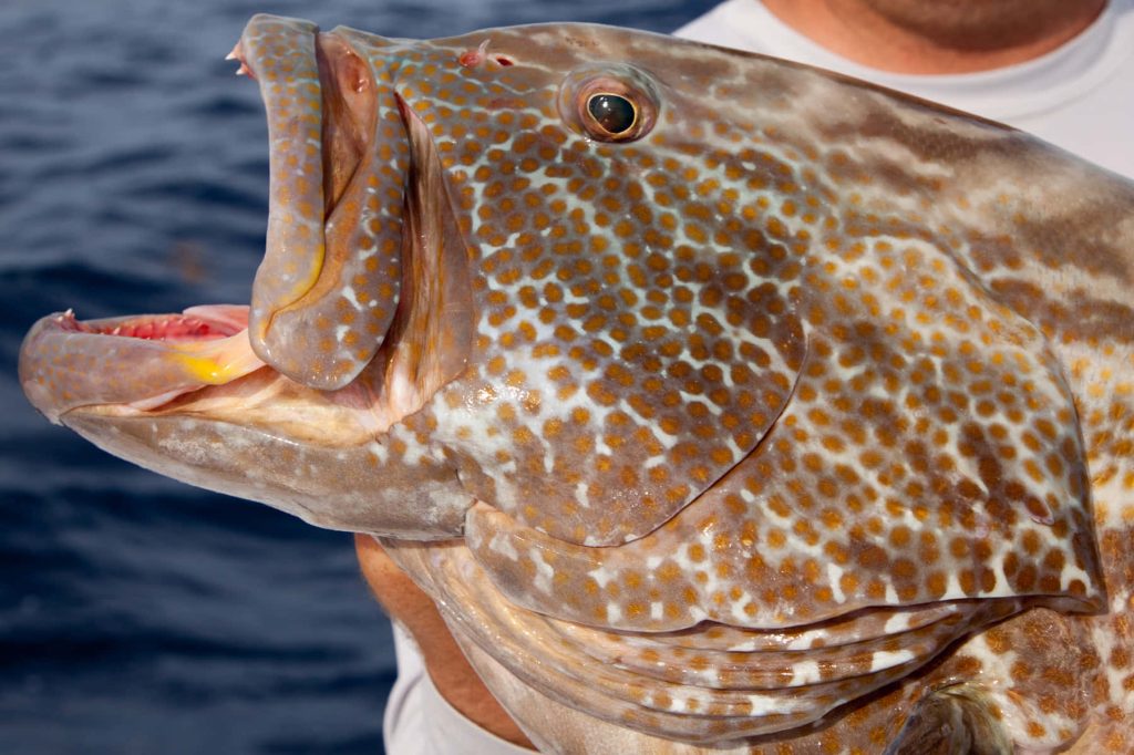 Close-up of spotted grouper with orange-gold spots held by angler in deep blue water background Wallpaper