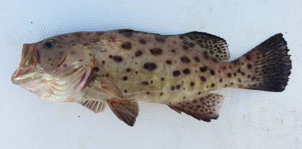 Realistic spotted grouper fish with brown spots resting on textured white surface high resolution Wallpaper