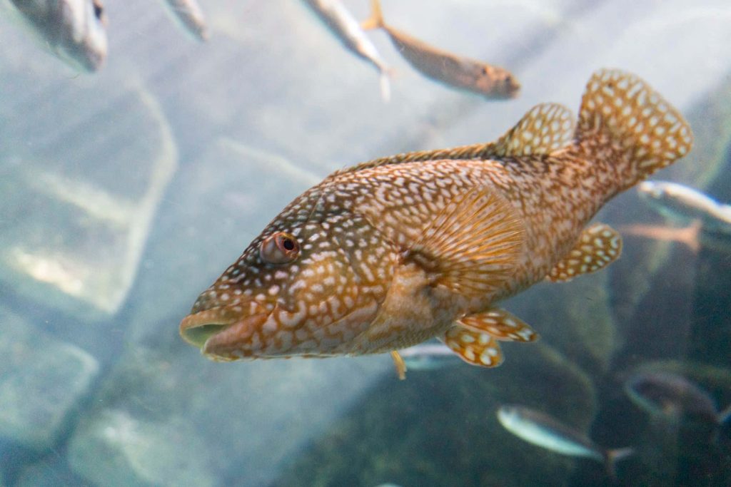 Spotted grouper with intricate brown and white pattern swimming in clear blue water wallpaper