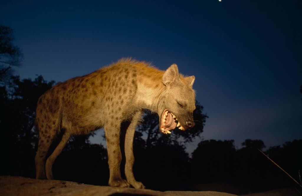 Spotted hyena snarling at night under deep blue sky high contrast wildlife wallpaper background