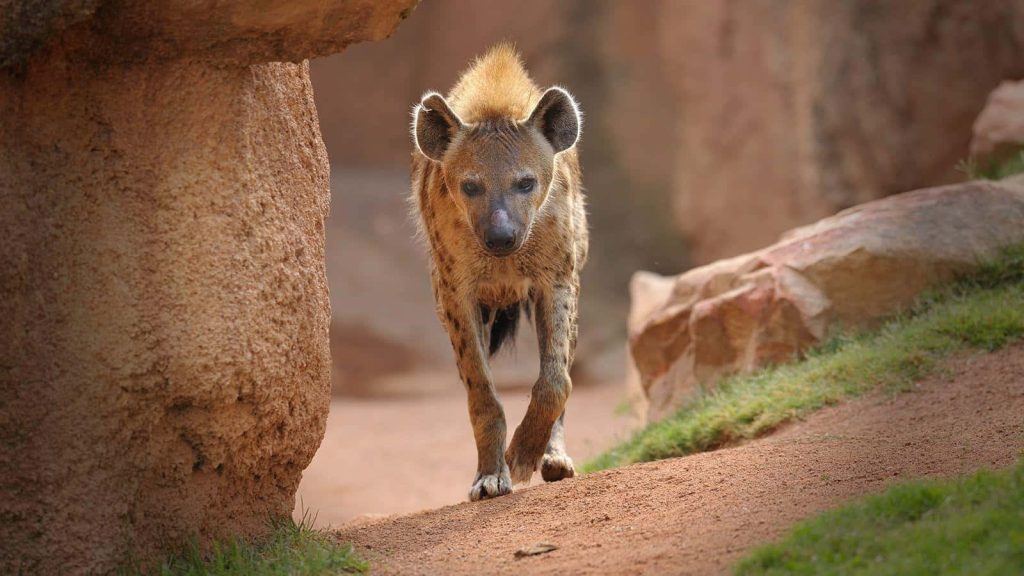 Spotted hyena walking on sandy terrain framed by rocky formations in warm earthy tones wallpaper
