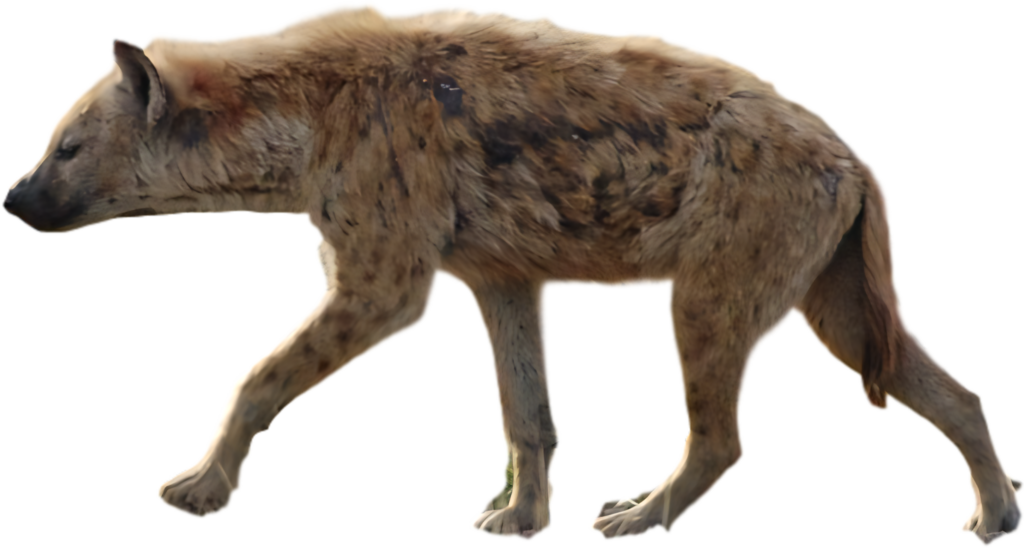 Spotted Hyena Walking - Transparent Background for Versatile Use Wallpaper