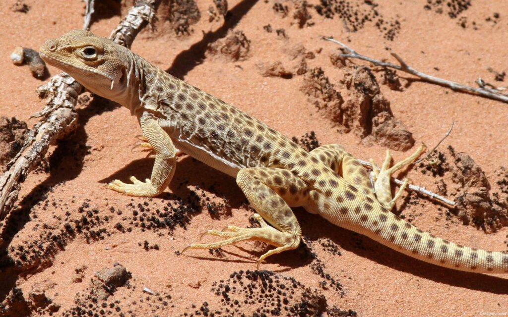 Spotted Lizard Camouflaged on Sandy Terrain - Nature Wallpaper