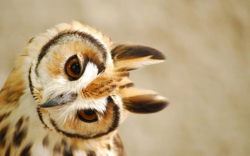 Intriguing Spotted Owl with Captivating Eyes - Nature Wallpaper