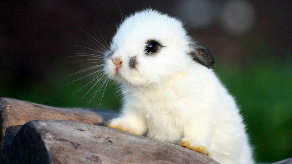 Close-Up of Spotted Rabbit Wallpaper - Curious Eyes & Ears