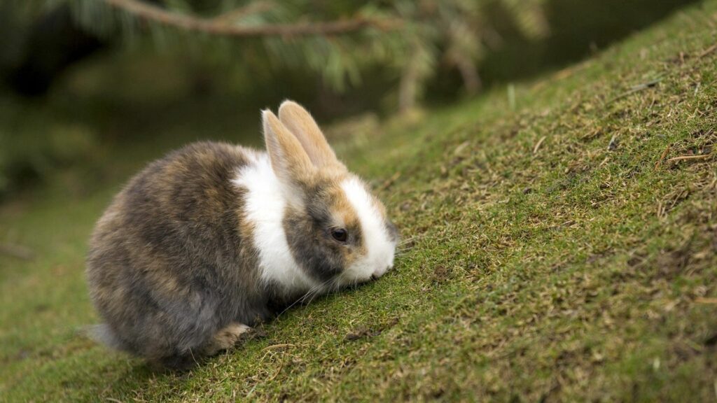 Spotted Rabbit Eating on Lush Green Grass - Serene Nature Wallpaper