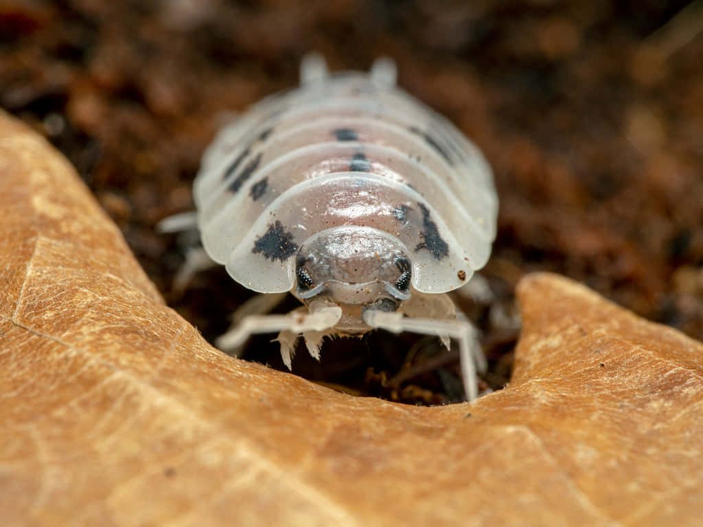 Close up of spotted terrestrial isopod on textured dried brown leaf macro nature wallpaper