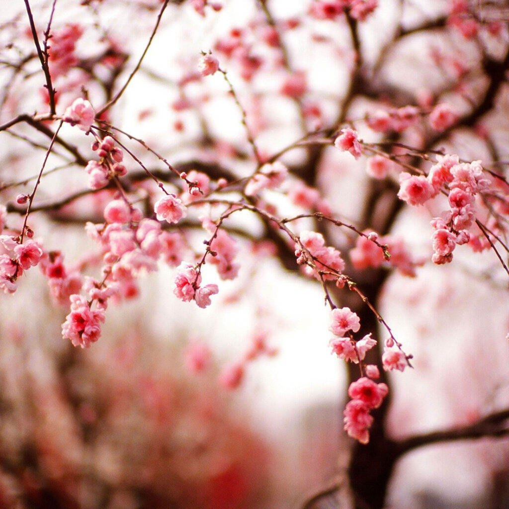 Vibrant Spring Aesthetic Wallpaper with Pink Blossoms in Bloom
