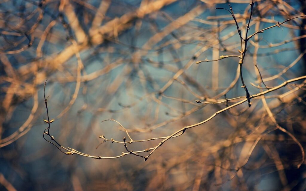 Delicate branch with swelling buds on wallpaper background bathed in soft golden sunlight