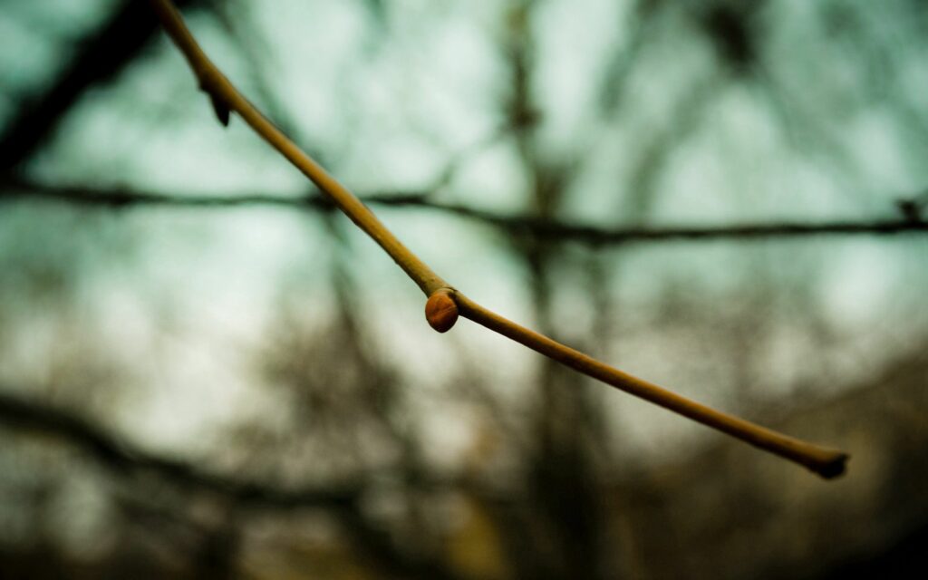Spring Awakening: Close-Up of Budding Tree Branch Wallpaper