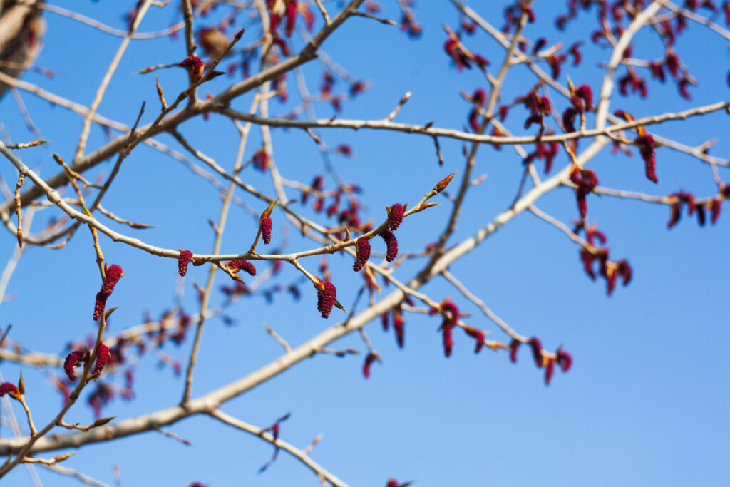 Spring Blooms Wallpaper: Budding Red Flowers and Blue Sky Macro