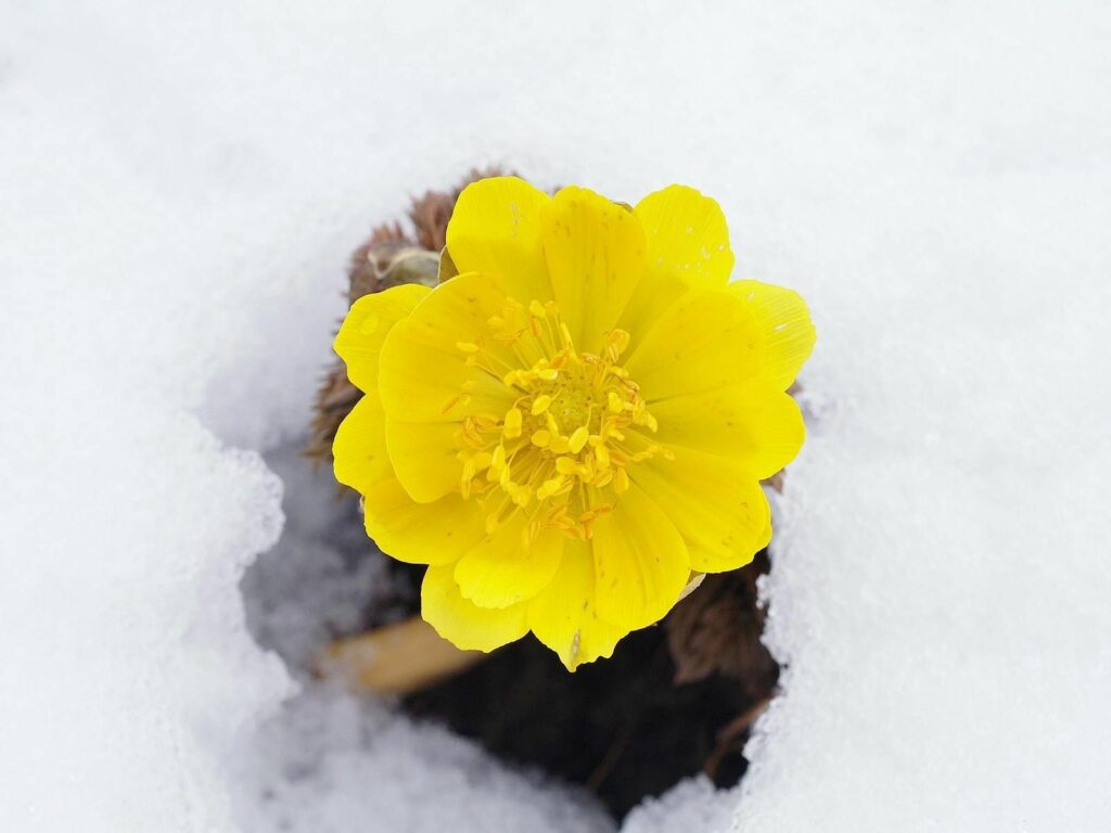 Vibrant Yellow Flower Blooming in Snow - 1600x1200 Spring Wallpaper