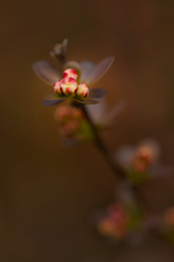 Spring Close-Up: Barberry Buds in Macro with Soft Blurred Background Wallpaper