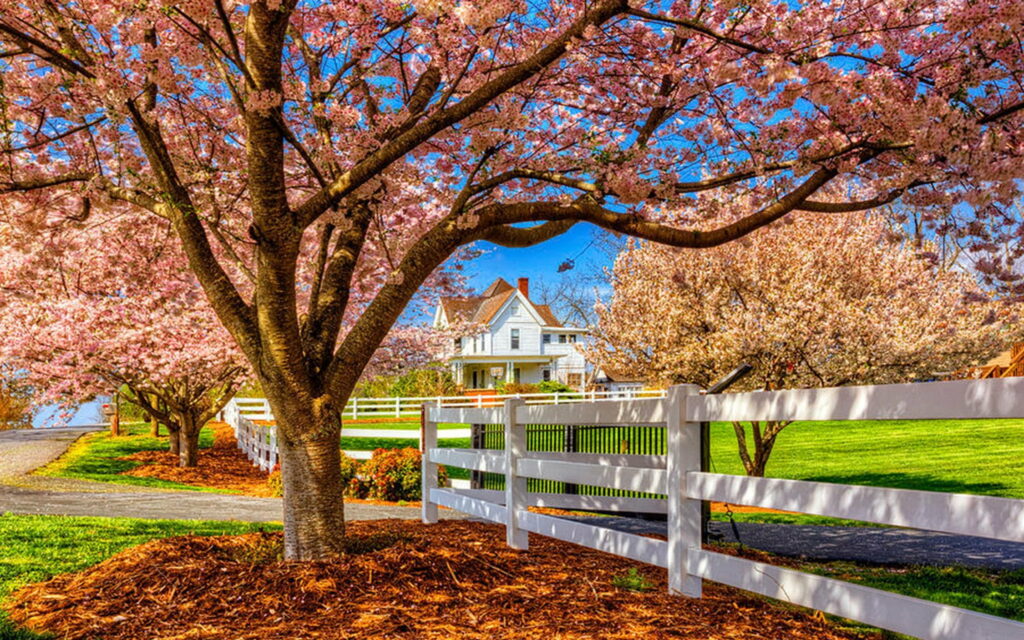 Spring Serenity: A Charming Blossom Haven under the Blue Sky Wallpaper