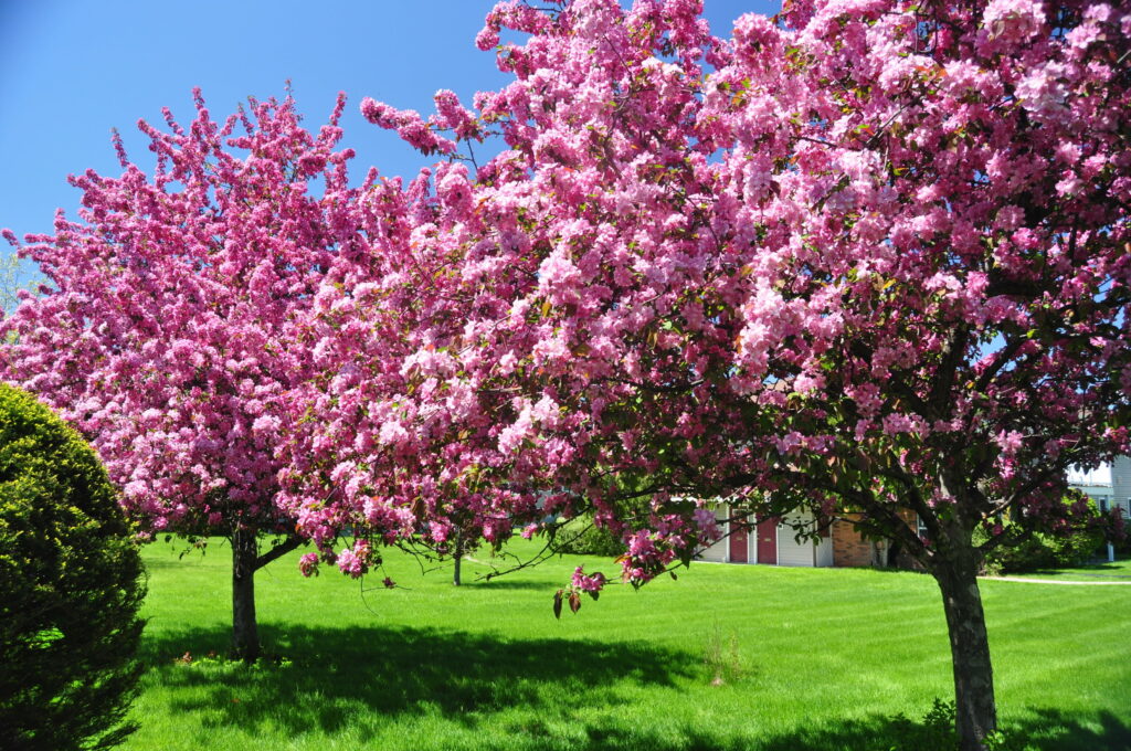 Cherry Blossom Delight: Captivating Spring Scene in Stunning HD Wallpaper