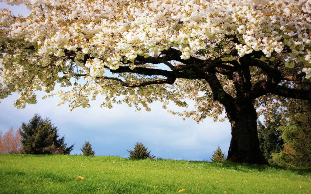 Majestic tree in white blossoms on green hillside under clear blue sky spring wallpaper background