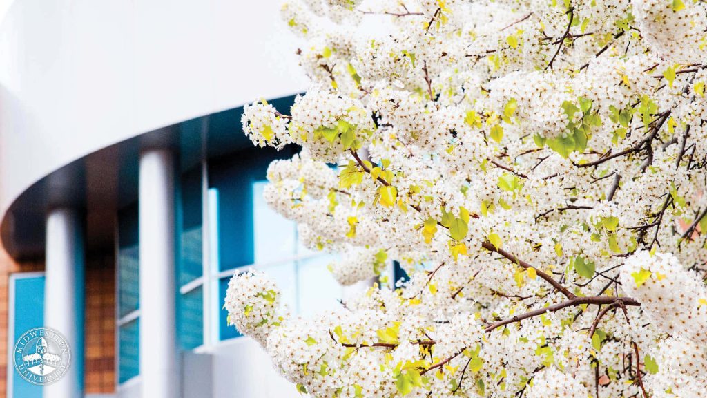 Spring-themed Zoom background white blooming tree and Midwestern University building view Wallpaper