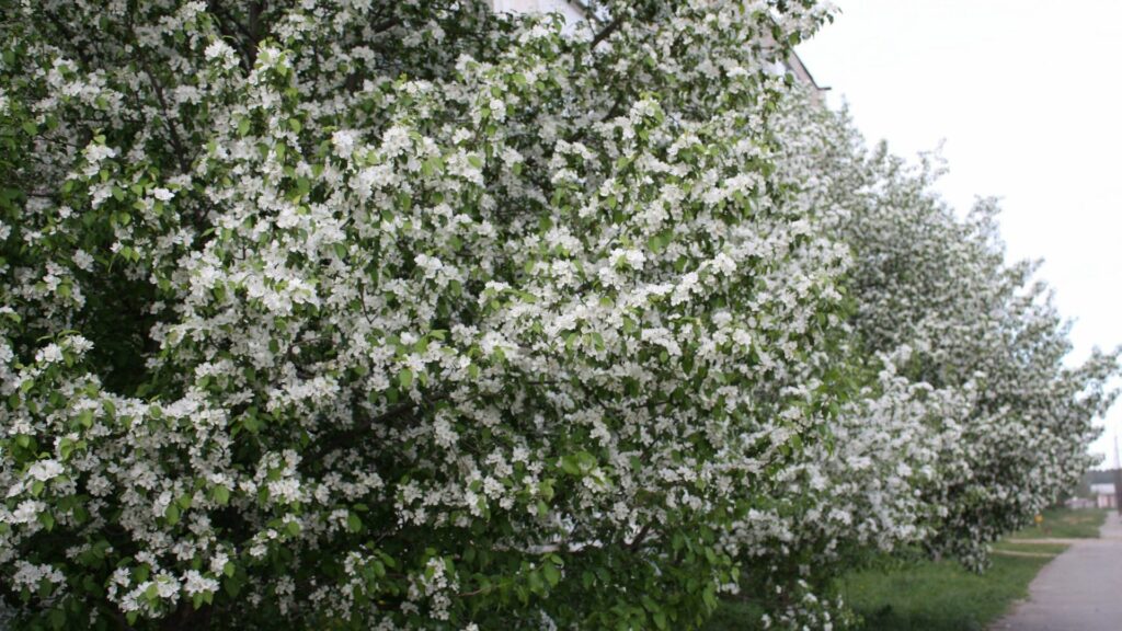 Lush spring tree covered in white blossoms and vibrant green leaves bright serene wallpaper
