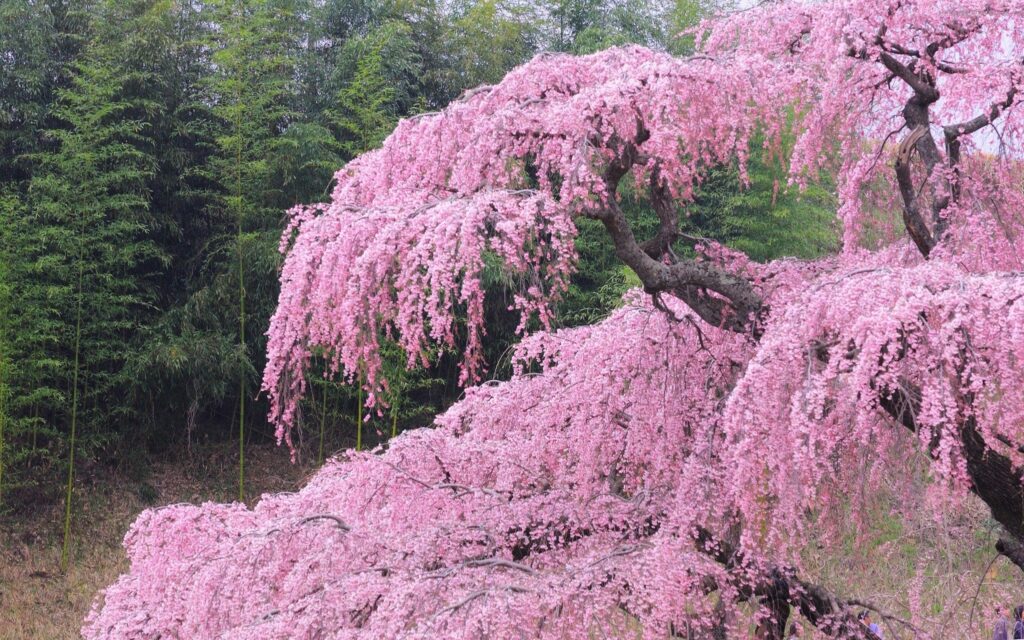 Spring blooming tree with pink flowers against lush green bamboo forest wallpaper background
