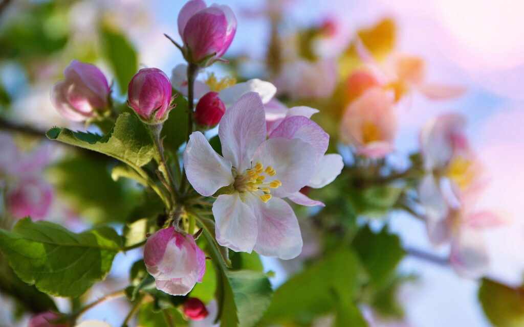 Blossoming Beauty: A Serene Springtime HD Wallpaper Featuring Pink Cherry Blossoms
