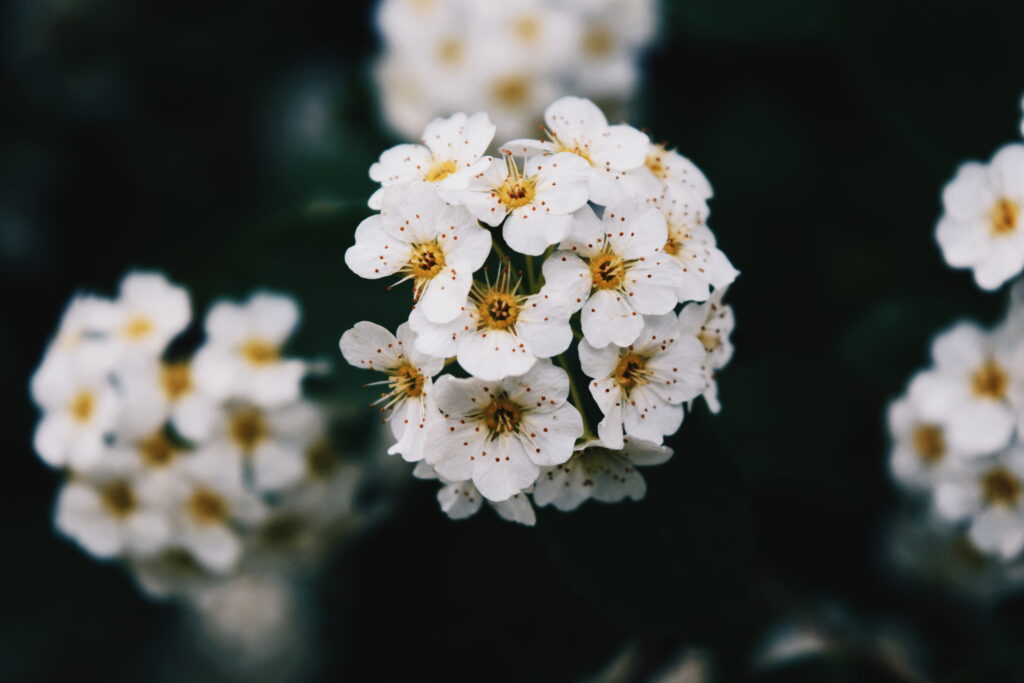 Delicate White Flowers in Bloom - Spring Wallpaper Background