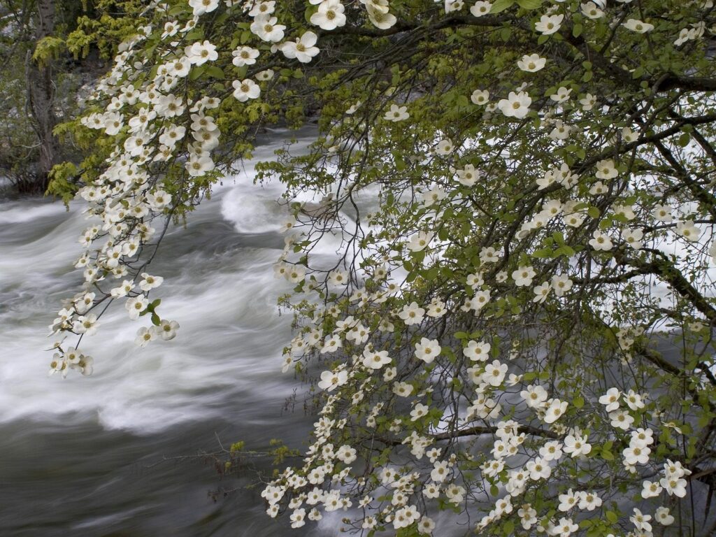 Spring wallpaper with white blossoms on branches over a flowing river in a tranquil nature scene