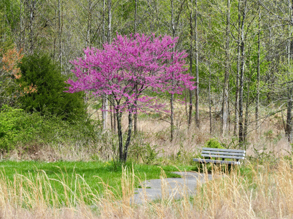 Vibrant pink flowering tree beside white bench on grassy path in lush green spring forest wallpaper