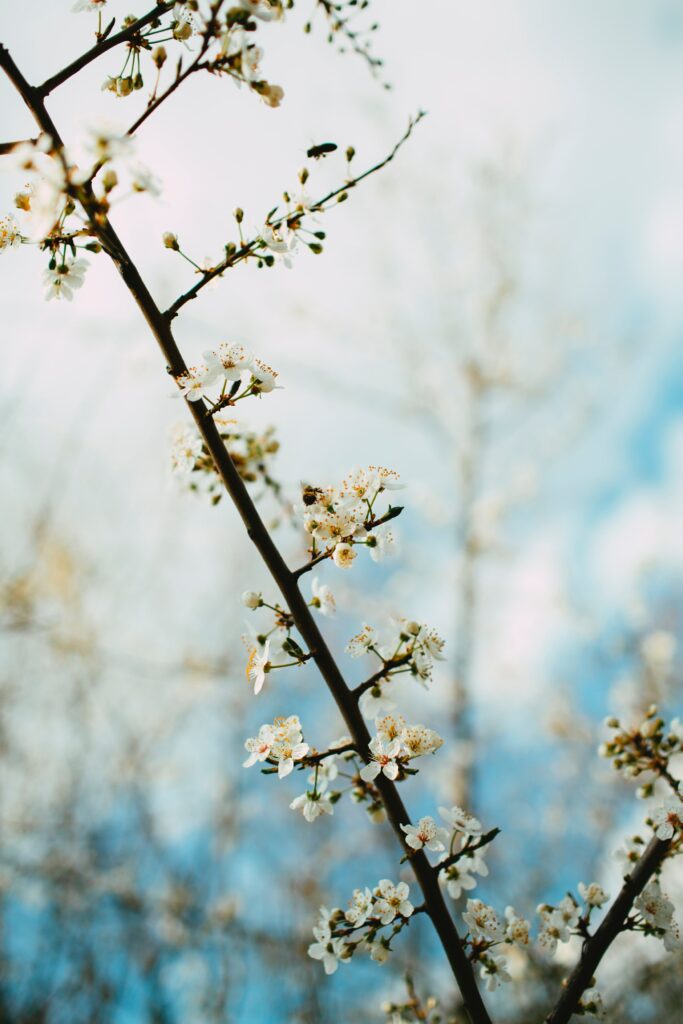 Delicate Blossom Wallpaper: Springtime Garden Background Close-Up