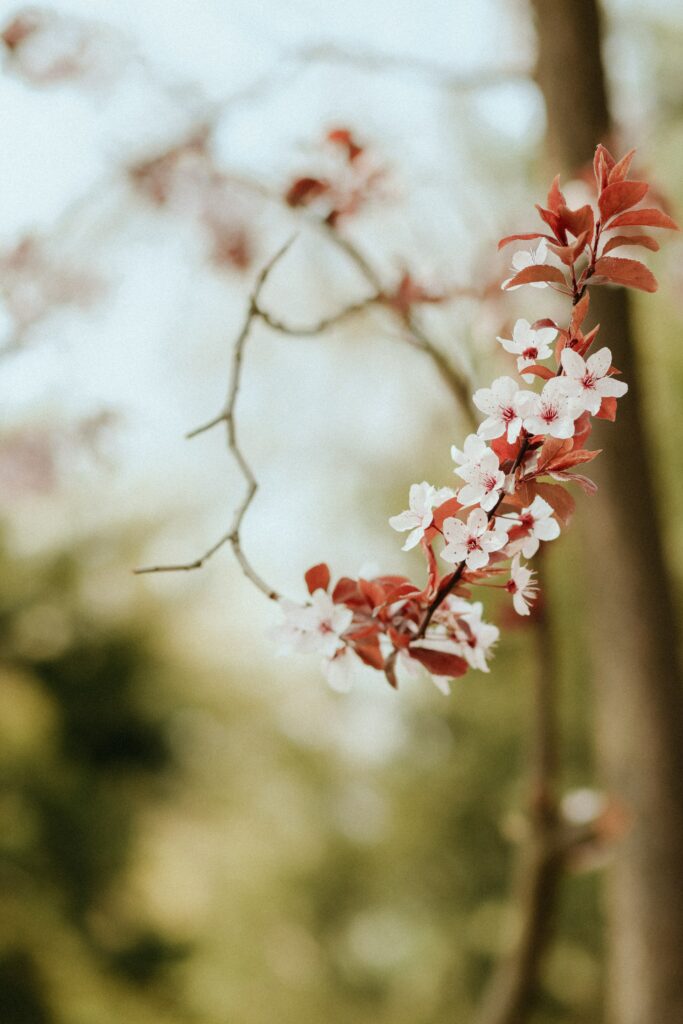 Spring Blossoms Wallpaper: Delicate Petals on a Green Background