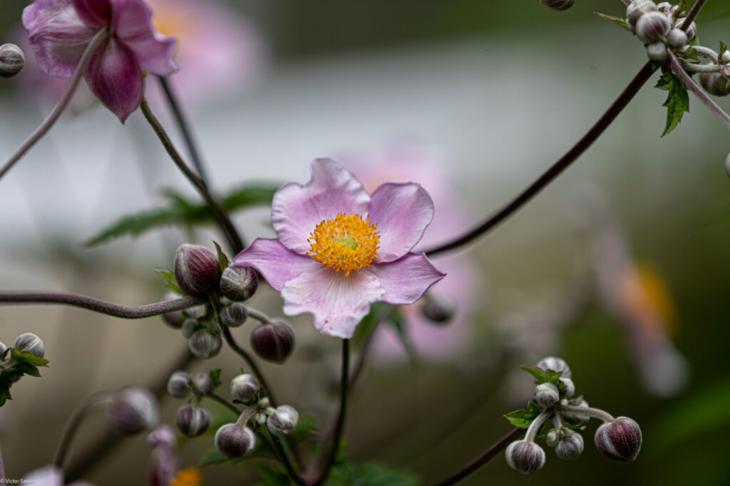 Delicate Pink Flower Macro Wallpaper: Spring Vibes Background