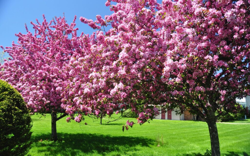 Vibrant spring wallpaper with pink blooming trees lush green grass and clear blue sky background