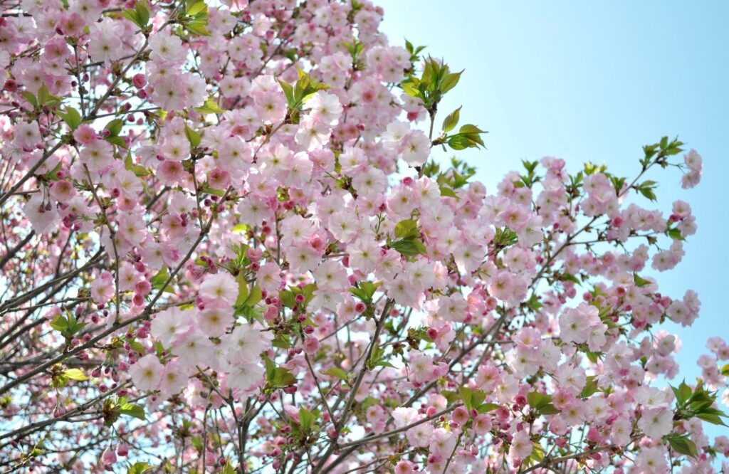 Spring Blossom Wallpaper: Serene Blue Sky & Vibrant Green Leaves