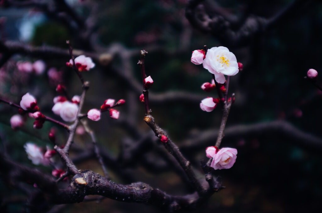 Serene Spring Wallpaper: Soft Focus Flowers & Budding Branches