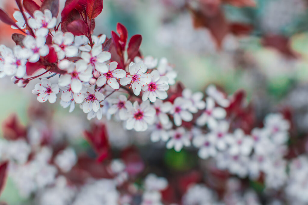 Vibrant Blossoms Wallpaper: Springtime Branch with Green & Red Leaves