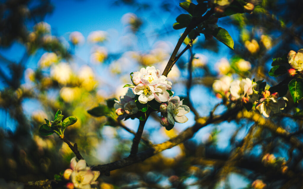 Vibrant Spring Blooms Wallpaper: Colorful Flowers Against Blue Sky
