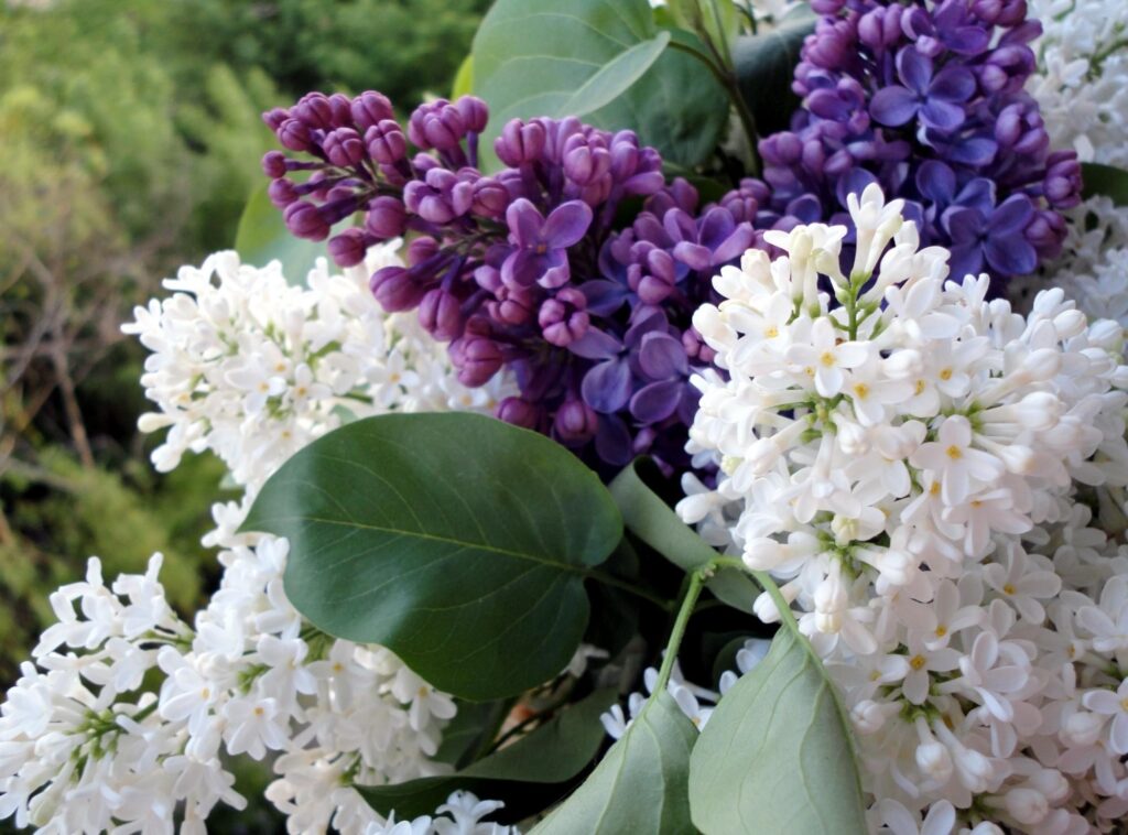 Vibrant Lilac Wall Wallpaper: Spring Flowers & Lush Green Leaves