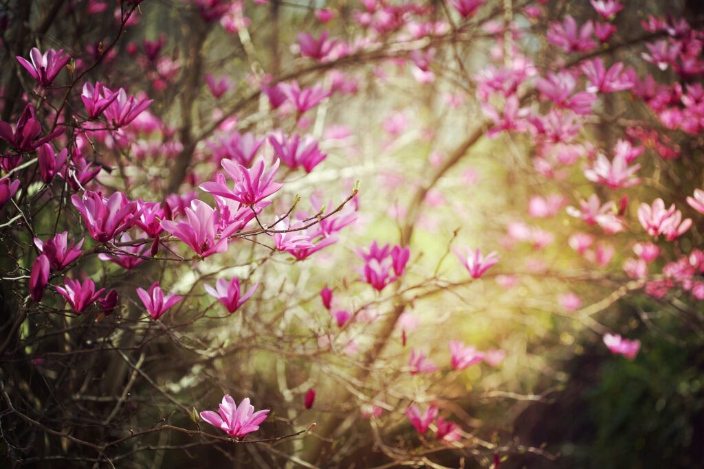 Serene Spring Wallpaper: Pink Blossoms on Delicate Twigs