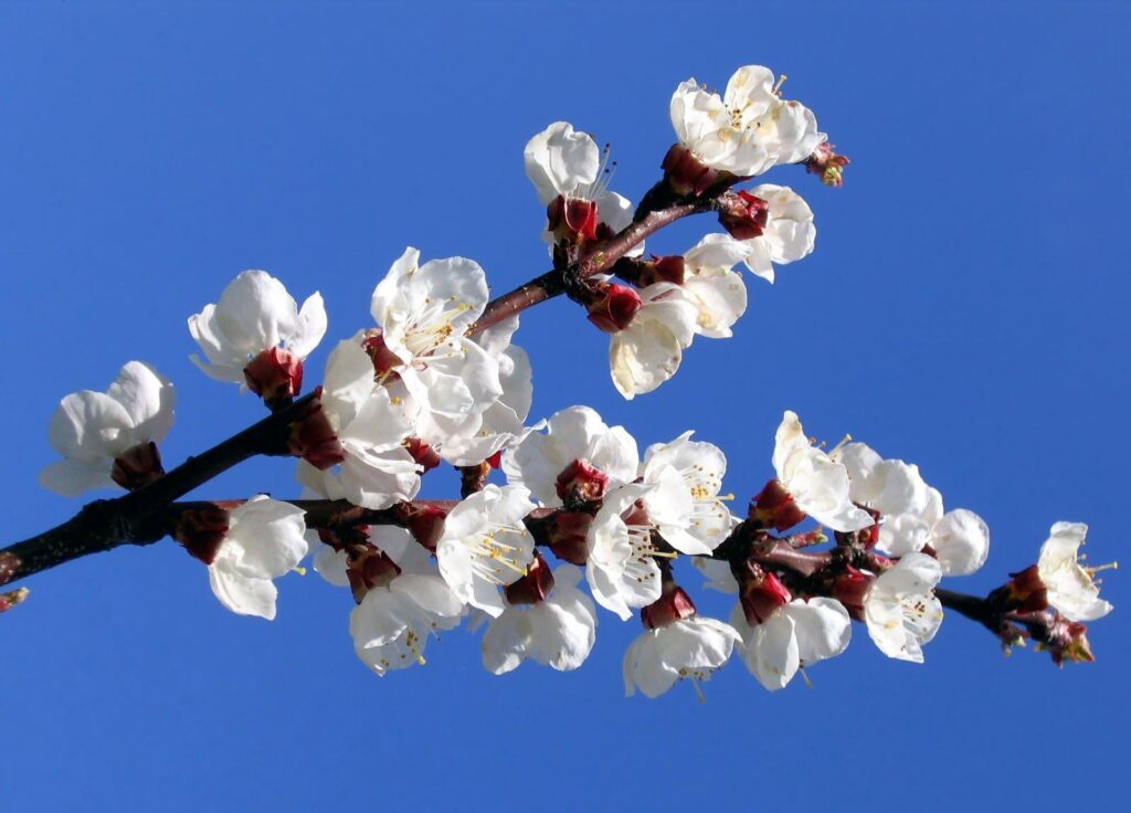 Vibrant Spring Wallpaper: Flowering Branch Against Clear Blue Sky