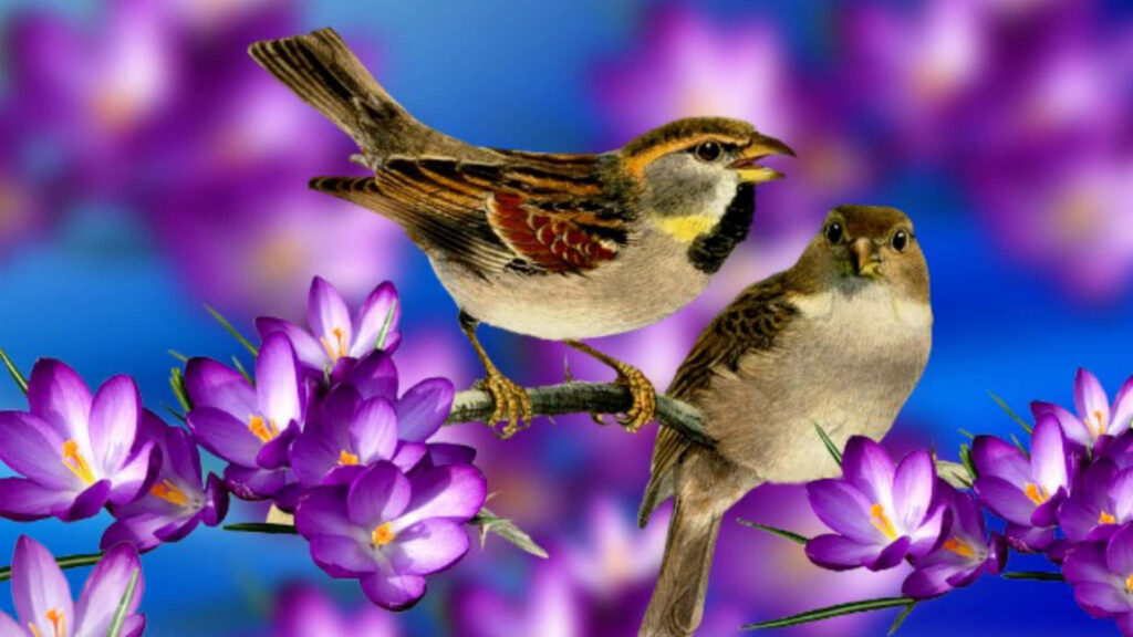 Chirping Birds on Branch: Vibrant Spring Blossoms Wallpaper