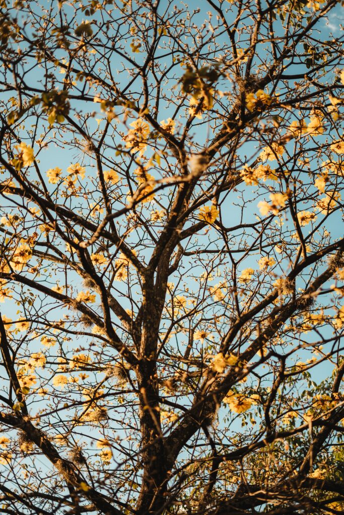 Flowering tree with yellow blossoms and intricate branches against bright blue sky wallpaper background