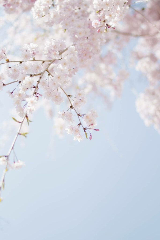 Spring Symphony: Delicate Blooms on Sky-Blue Canvas - Serene Mobile Wallpaper