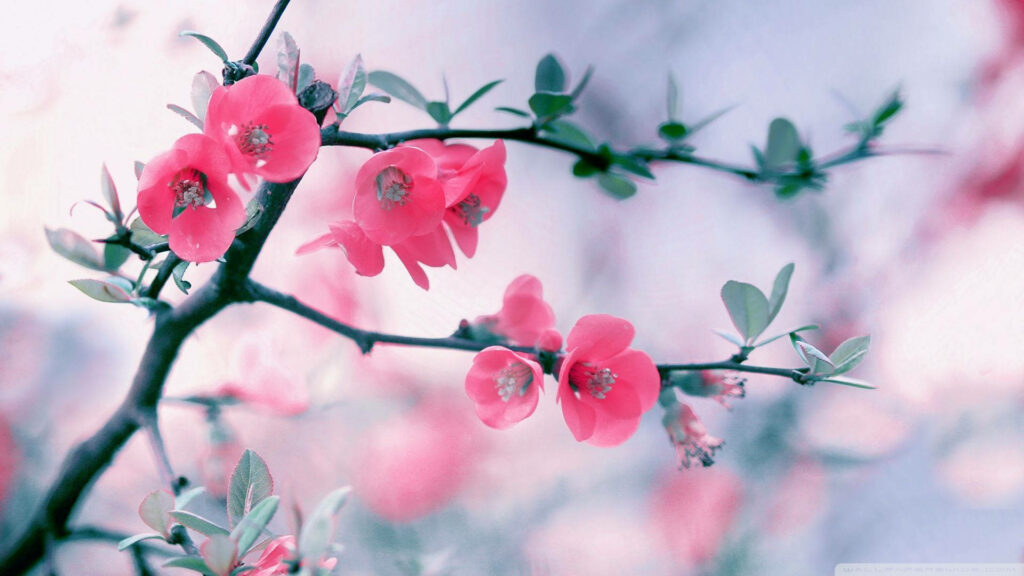 Spring Blossoms: Mesmerizing HD Floral Delight in Pink - 1920x1080 Wallpaper
