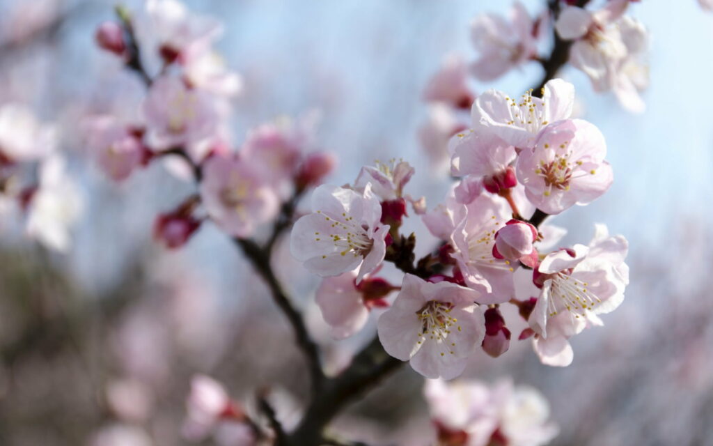 Blossoming Delight: A Vibrant Spring in Japan – Captivating HD Wallpaper of Pink Cherry Blossom branches