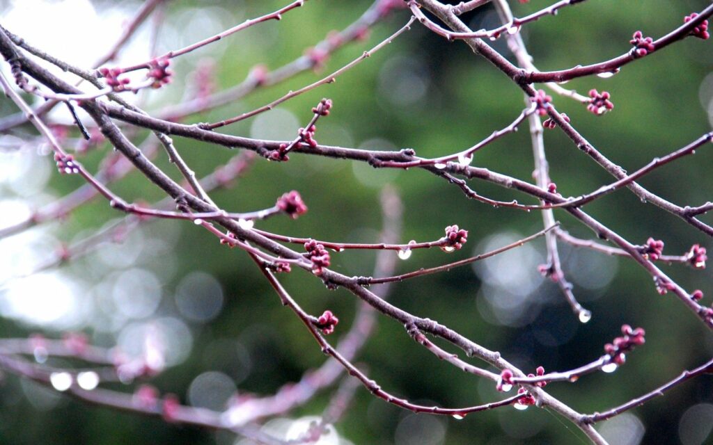 Spring Blossoms: Close-Up of Dewy Tree Branches Wallpaper Background